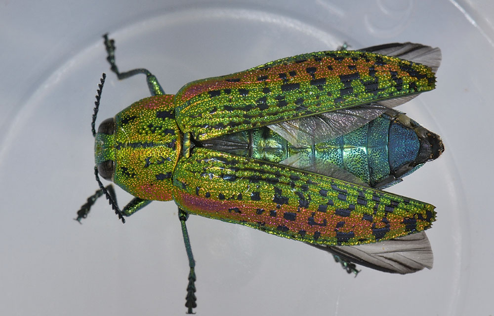 Lamprodila decipiens, Buprestidae